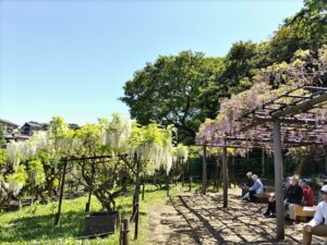 しょうぶ園の藤（２０２３年４月27日）