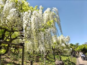 しょうぶ園の藤（２０２３年４月27日）