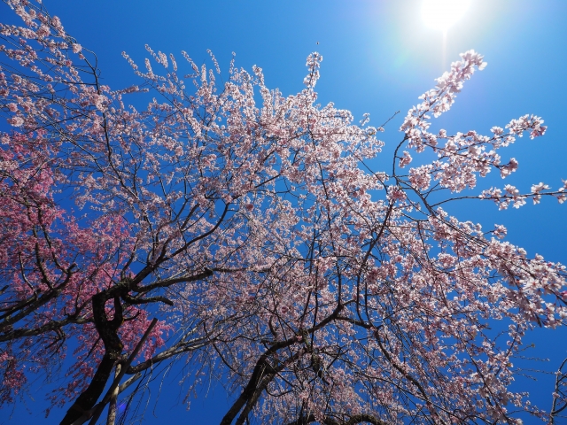 塚山公園 桜