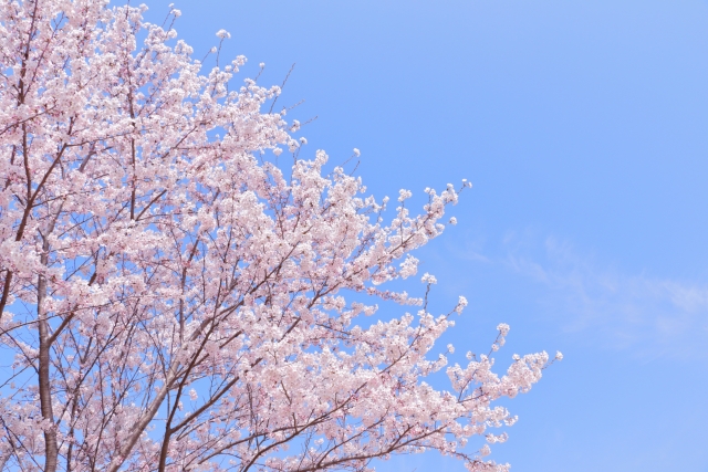 衣笠山公園 桜