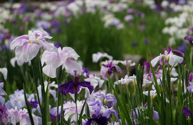 しょうぶ園の花しょうぶ